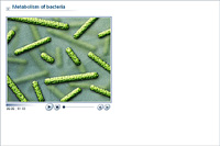 Metabolism of bacteria