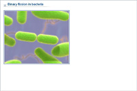 Binary fission in bacteria