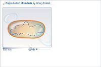 Reproduction of bacteria by binary fission
