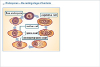 Endospores – the resting stage of bacteria
