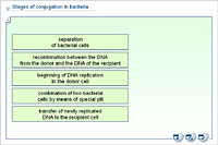 Stages of conjugation in bacteria