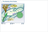 The diversity of the Protista