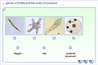 Species of Protista and their modes of locomotion