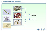 Species of Protista and their habitats