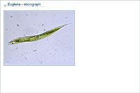 Euglena – micrograph