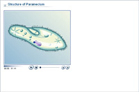 Structure of Paramecium