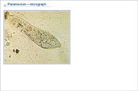 Paramecium – micrograph