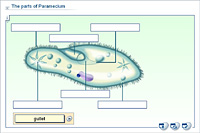 The parts of Paramecium
