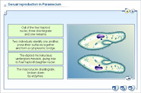 Sexual reproduction in Paramecium