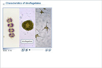 Characteristics of dinoflagellates