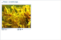 Fucus – a marine alga