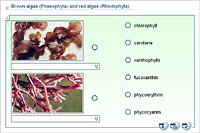 Brown algae (Phaeophyta) and red algae (Rhodophyta)