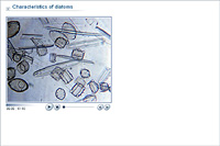 Characteristics of diatoms