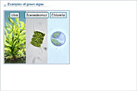 Examples of green algae