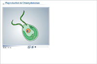 Reproduction in Chlamydomonas