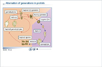 Alternation of generations in protoctists