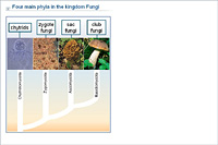 Four main phyla in the kingdom Fungi