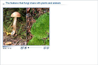 The features that fungi share with plants and animals
