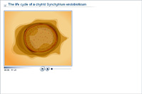 The life cycle of a chytrid Synchytrium endobioticum
