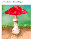 The structure of a cap fungus