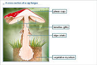 A cross-section of a cap fungus