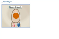 Diploid zygote