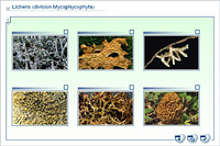 Lichens (division Mycophycophyta)