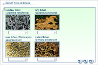 Growth forms of lichens