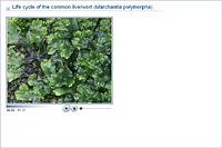Biology - Upper Secondary - YDP - Animation - Life cycle of the common  liverwort (Marchantia polymorpha)