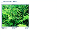 Characteristics of ferns