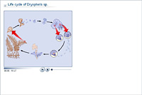 Life cycle of Dryopteris sp.