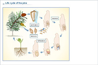 Life cycle of the pine