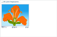 Life cycle of angiosperms