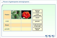 Flowers of gymnosperms and angiosperms