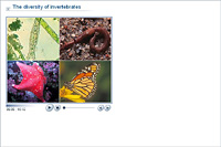 The diversity of invertebrates