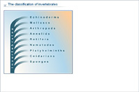 The classification of invertebrates