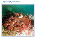 Sponges (phylum Porifera)