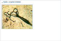 Hydra – a typical cnidarian