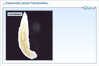 Platyhelminths (phylum Platyhelminthes)