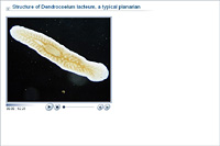 Structure of Dendrocoelum lacteum; a typical planarian