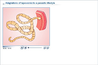 Adaptations of tapeworms to a parasitic lifestyle
