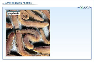 Biology - Upper Secondary - YDP - Illustration - Annelids (phylum Annelida)