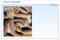 Annelids (phylum Annelida)