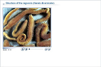 Structure of the ragworm (Nereis diversicolor)