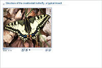 Structure of the swallowtail butterfly; a typical insect