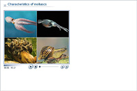 Characteristics of molluscs