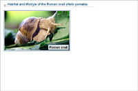 Habitat and lifestyle of the Roman snail (Helix pomatia)