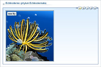 Echinoderms (phylum Echinodermata)