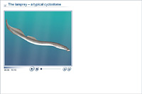 The lamprey – a typical cyclostome