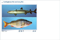 Cartilaginous fish and bony fish